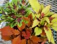 Coleus Mixmasters 5 Alarm Chili