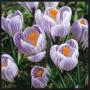 Crocus Pickwick Striped