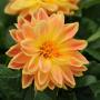 Dahlia Dahlietta Coby Apricot Bicolor