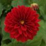 Dahlia Dahlietta Tessy Scarlet