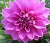 Dahlia Hypnotica Lavender