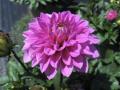 Dahlia Hypnotica Lavender