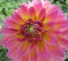 Dahlia Hypnotica Rose Bicolor