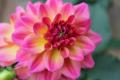Dahlia Hypnotica Rose Bicolor