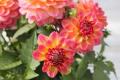 Dahlia Hypnotica Rose Bicolor