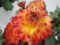 Dahlia Hypnotica Tequila Sunrise