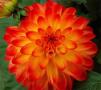 Dahlia Hypnotica Tequila Sunrise