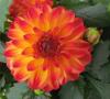 Dahlia Hypnotica Tequila Sunrise