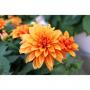 Dahlia Hypnotica Bronze