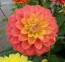 Dahlia Melody Allegro