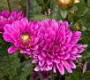 Dahlia Melody Fanfare