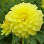 Dahlia Melody Latin