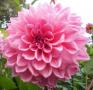 Dahlia Otto's Thrill