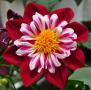 Dahlia Starsister Red and White