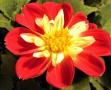 Dahlia Starsister Scarlet and Yellow