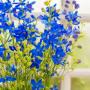 Delphinium Diamonds Blue