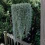 Dichondra Silver Falls