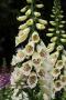 Digitalis Dalmatian Creme