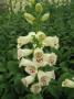 Digitalis Dalmatian Creme