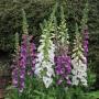 Digitalis Dalmatian Mix