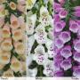 Digitalis Dalmatian Mix