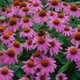 Echinacea PowWow Wild Berry 