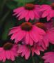 Echinacea PowWow Wild Berry 