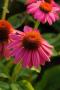 Echinacea PowWow Wild Berry 