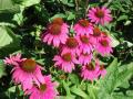 Echinacea PowWow Wild Berry 