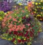 Hanging Basket Yellow Osteo