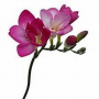 Freesia 