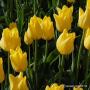 Tulip Friendship Yellow