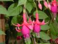 Fuchsia Balcon Koenig