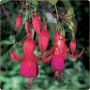 Fuchsia Balcony Queen