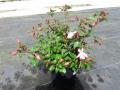Hardy Fuchsia Beacon Rose