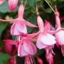 Hardy Fuchsia Beacon Rose