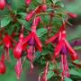 Hardy Fuchsia David