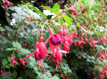 Hardy Fuchsia David