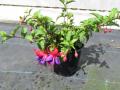 Hardy Fuchsia Double Otto