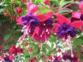 Fuchsia  Dollar Princess