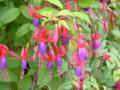 Fuchsia Genii