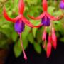 Hardy Fuchsia Genni Hardy Fuchsia Genni