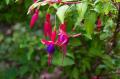 Fuchsia Genii