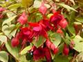 Fuchsia Marinka