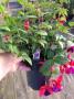 Hardy Fuchsia Double Otto