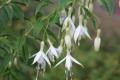 Fuchsia Hardy Hawkshead