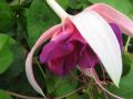 Fuchsia Taffeta Bow