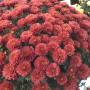 GARDEN MUM FLAM CRANBERRY DECORATIVE