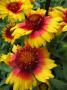 Gaillardia Mesa Bright Bicolor