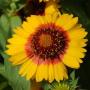 Gaillardia Mesa Bright Bicolor